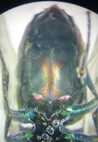 Chrysis subcoriacea